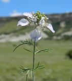 Nigella arvensis. Верхушка цветущего растения. Крым, Белогорский р-н, окр. села Белая Скала, степь у подножия горы Ак-Кая. Июль 2016 г.