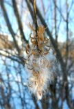 Salix pentandra. Соплодие. Московская обл., г. Электрогорск, южный берег Стахановского озера. 20.12.2016.