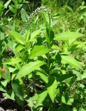 Lysimachia clethroides. Зацветающее растение. Приморский край, Уссурийский городской округ, окр. с. Горно-Таёжное, Дендрарий ГТС им. Комарова. 06.07.2016.