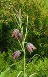 Fritillaria ussuriensis