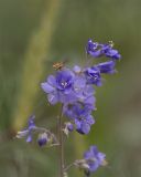 Polemonium caeruleum