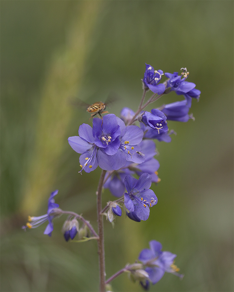 Изображение особи Polemonium caeruleum.