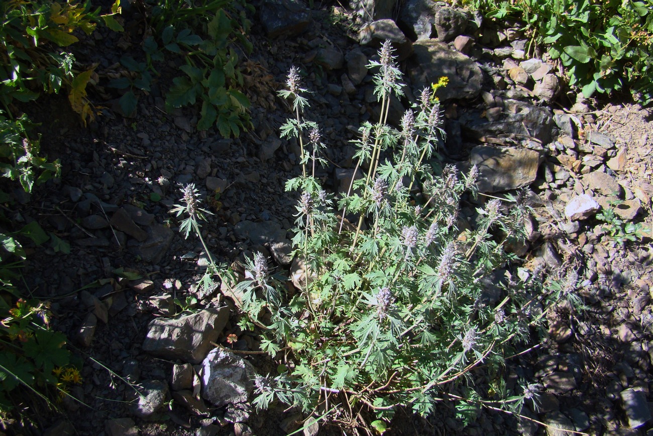 Изображение особи Leonurus panzerioides.