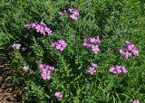 Linum hypericifolium