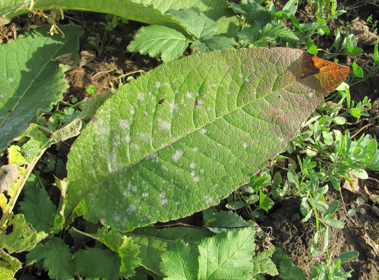 Изображение особи Inula helenium.