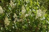 Syringa vulgaris. Цветущие ветви. Новосибирск, в культуре. 09.06.2010.