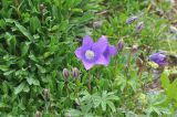 genus Campanula. Цветущее растение (внизу видны листья Alchemilla). Грузия, Душетский муниципалитет, морена между озёрами Голубое Абуделаури и Абуделаури. 02.08.2018.