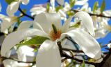 Magnolia kobus. Раскрывшийся цветок. Швеция, Стокгольм, Блазихолмен (Blasieholmen), в культуре. 05.05.2017.