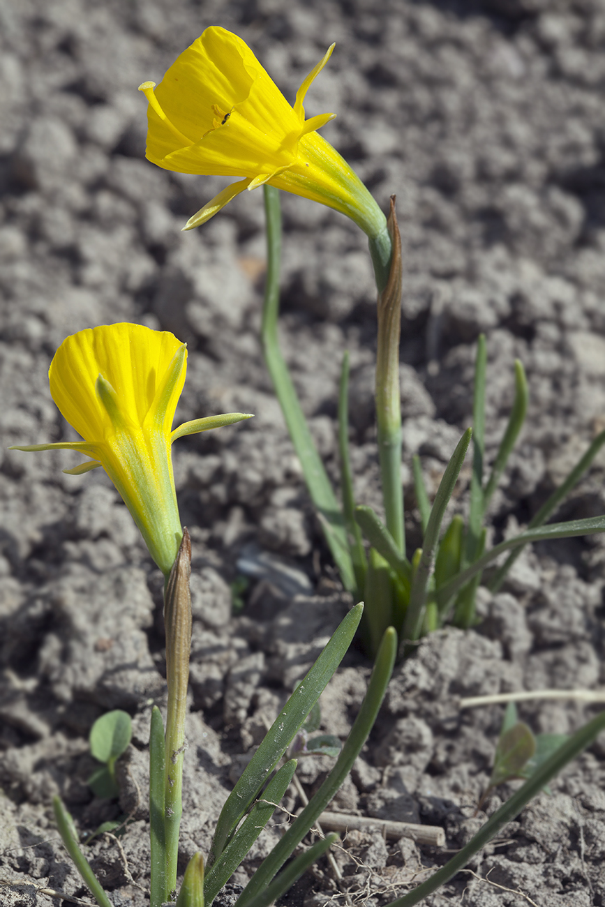 Изображение особи Narcissus bulbocodium.