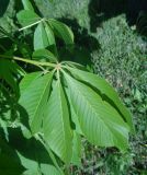 Aesculus glabra. Лист. Тверская обл., г. Тверь, пос. Затверечье, берег р. Тверца, около частного дома, в культуре. 19.05.2019.