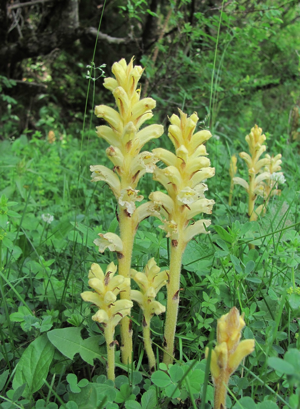 Image of genus Orobanche specimen.