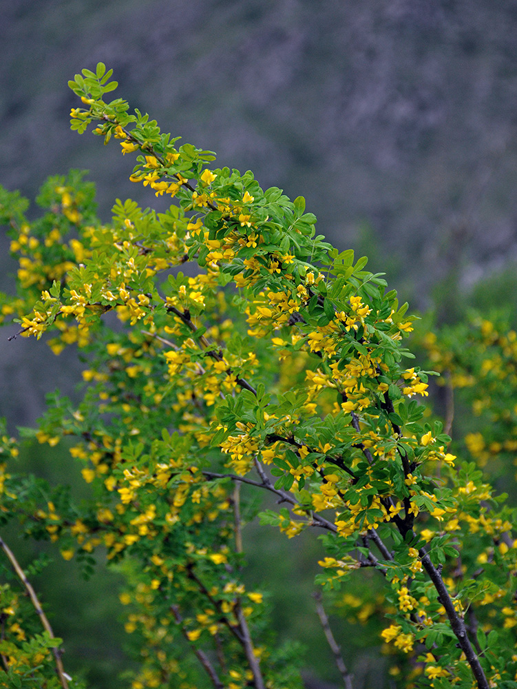 Изображение особи Caragana arborescens.