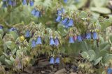 Mertensia maritima. Верхушки цветущих и плодоносящих побегов. Сахалинская обл., Томаринский р-н, окр. пос. Неводское, щебнистый берег Татарского пролива. 28.07.2017.