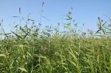 Phragmites australis