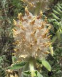 Astragalus maximus