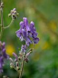 Aconitum septentrionale. Верхушка соцветия. Челябинская обл., Катав-Ивановский р-н, хребет Зигальга, ≈ 1200 м н.у.м., субальпийский луг. 20.07.2020.