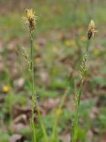 Carex pilosa