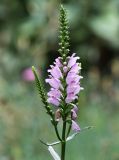 Physostegia virginiana. Верхушка зацветающего растения. Московская обл., Одинцовский р-н, г. Кубинка, цветник. 25.07.2021.