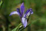 Iris biglumis