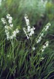 Silene dichotoma