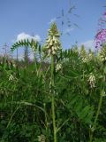 Astragalus uliginosus