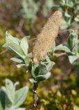 Salix lanata. Верхушка веточки отцветшего мужского растения. Мурманская обл., Кольский р-н, сельское поселение Териберка, о. Кильдин, западный берег оз. Могильное, у кромки воды. 24.06.2023.