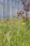 Festuca heteromalla