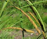 Carex aquatilis