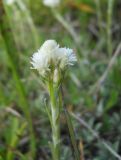 Antennaria dioica