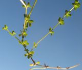 Galium hercynicum