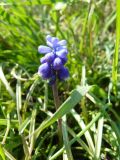 Muscari neglectum. Соцветие. Крым, Ялта. 05.04.2009.