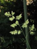 Dactylis glomerata