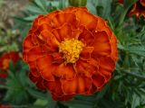 Tagetes patula