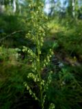 Artemisia commutata. Соцветие. Иркутская область, г. Нижнеудинск. 09.08.2012.