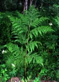 Pteridium подвид sajanense