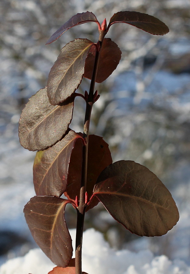 Изображение особи Euonymus fortunei.