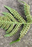 род Dryopteris