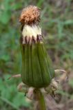 род Taraxacum. Нераскрывшееся соплодие. Свердловская обл., городской округ Верхняя Пышма, окр. с. Мостовское, разнотравная поляна в берёзовом лесу. 11.06.2012.