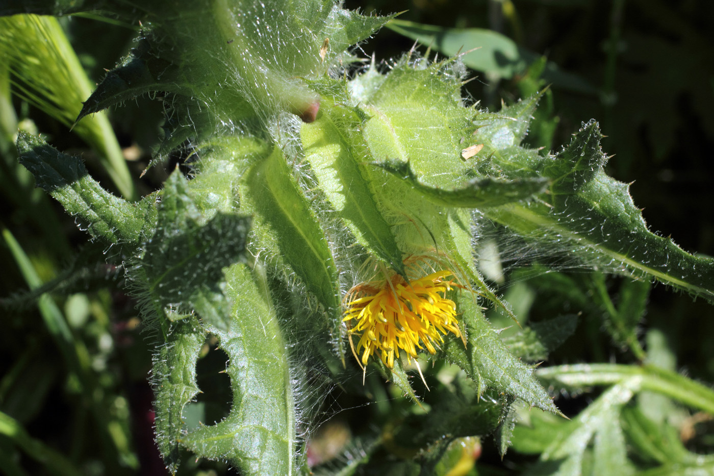 Изображение особи Centaurea benedicta.