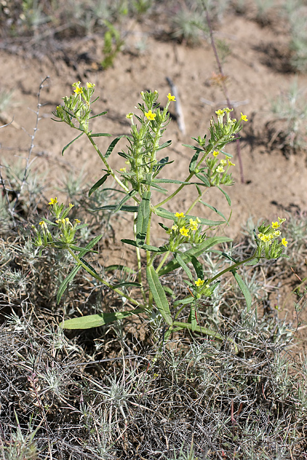 Image of Arnebia decumbens specimen.