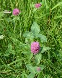 Trifolium pratense