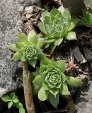 Sempervivum tectorum