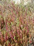 Salicornia perennans