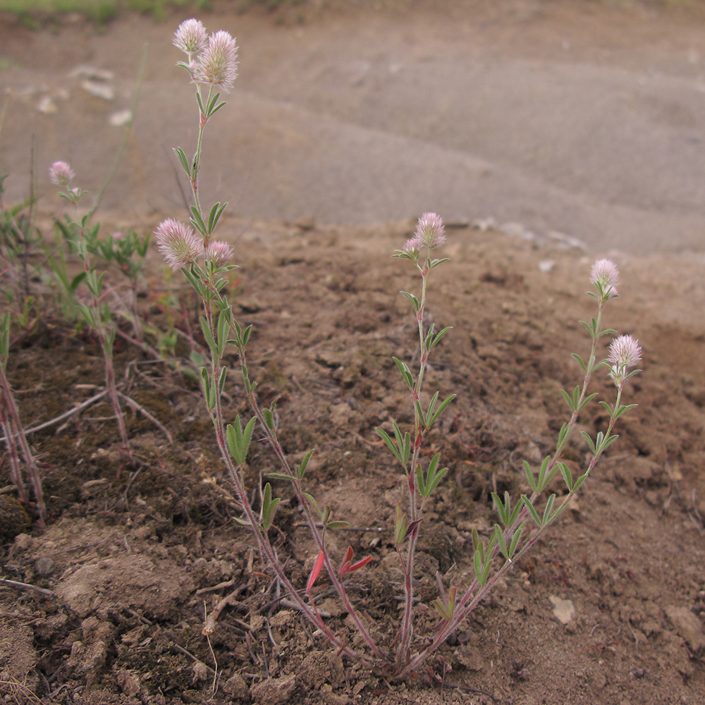 Image of Trifolium arvense specimen.