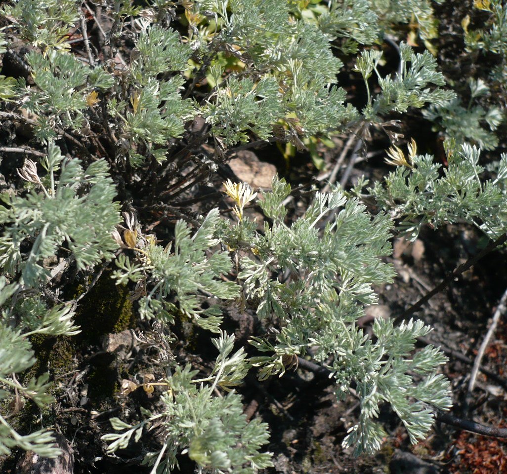 Изображение особи Artemisia frigida.