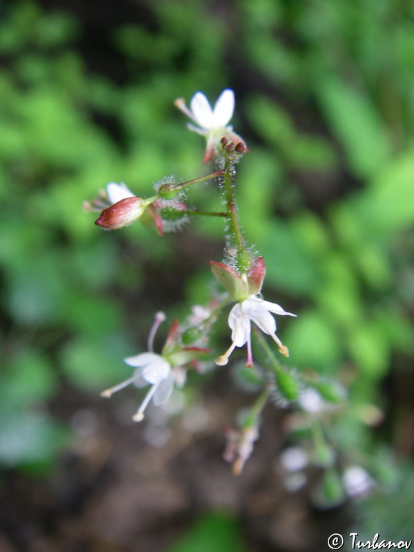 Изображение особи Circaea lutetiana.