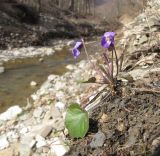 Viola dehnhardtii. Цветущее растение. Краснодарский край, Крымский р-н, окр. станицы Неберджаевская, берег р. Богого. 08.03.2015.