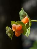 Lonicera caprifolium. Верхушка побега с соплодиями. Ленинградская обл., пос. Дубки, в культуре. 20.07.2014.