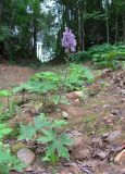 Aconitum septentrionale. Цветущее растение. Архангельская обл., Вельский р-н, окр. г. Вельск, у небольшой дороги. 01.08.2013.