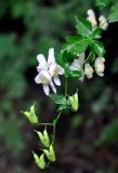 род Aconitum. Верхушка побега с соцветием и плодами. Приморье, Ольгинский р-н, долина р. Милоградовки, смешанный лес. 21.08.2015.